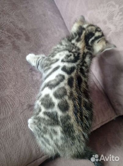 Котята Бенгалы