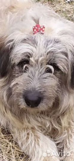 Собачка кудряшка