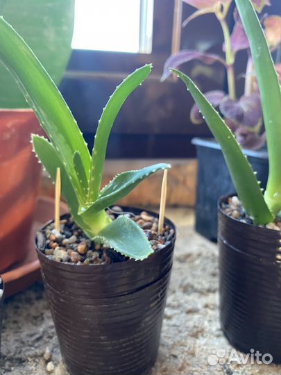 Алоэ, малыши