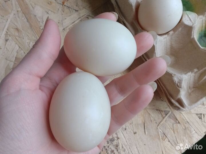 Инкубационое Яйцо индоутки