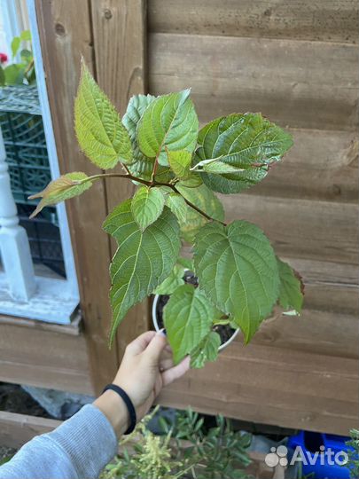 Актинидия Адам