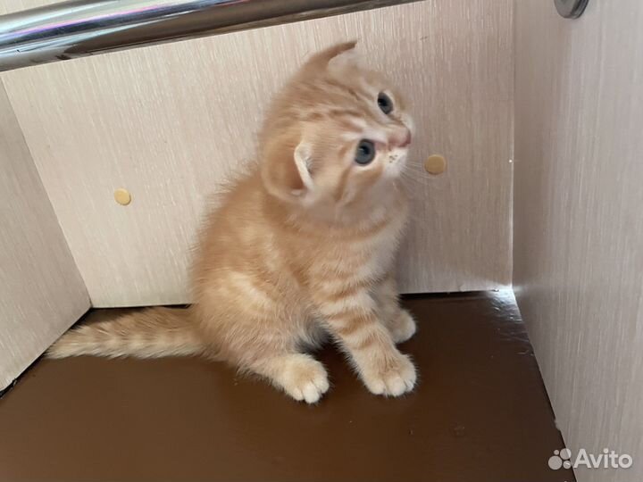 Шотландский вислоухий котик