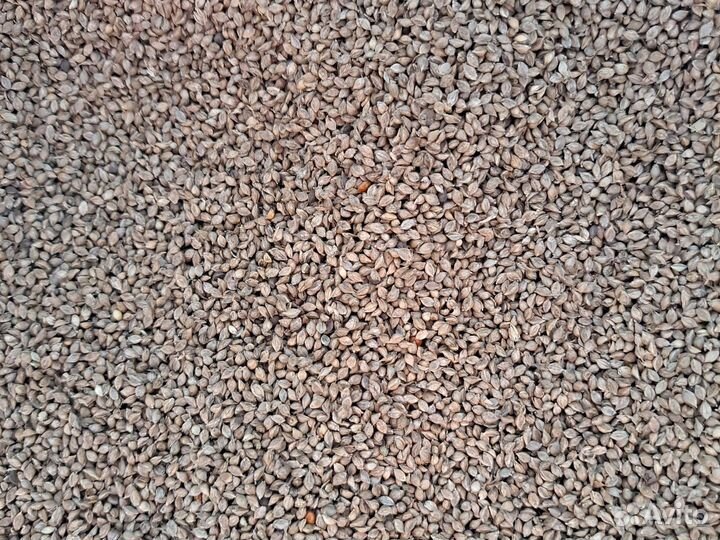 Корм для канареек и попугаев чумиза а колосках