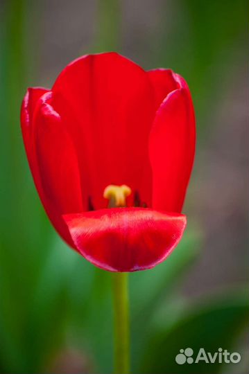 Луковицы тюльпанов