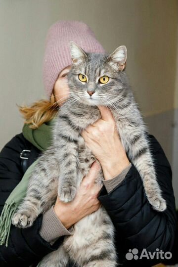 Стерилизованная кошечка в добрые руки