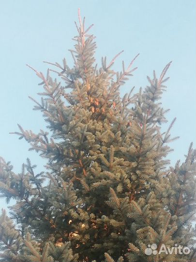 Голубая ель