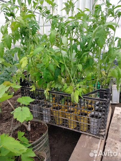 Рассада помидор