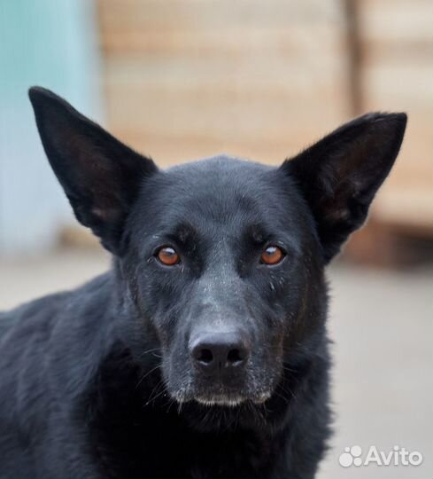 Собака из приюта