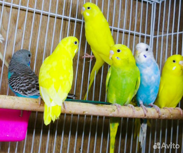 Волнистый попугай птенцы и взрослые