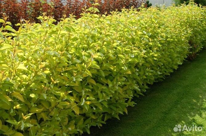 Дерен белый Ауреа