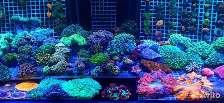 Морские кораллы и рыбы