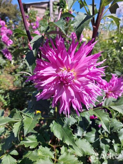 Георгины клубни