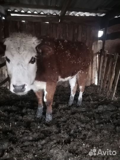 Коровы быки телки