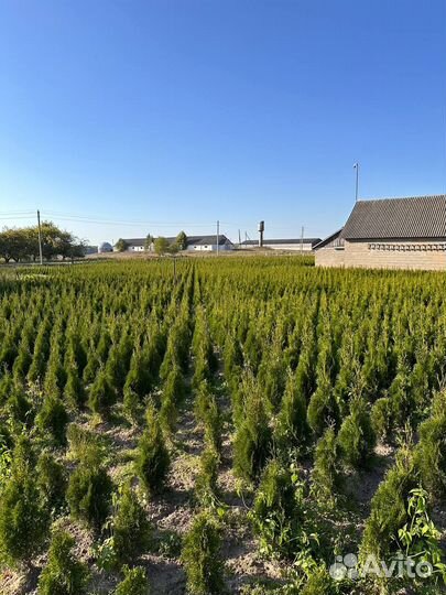 Туи Смарагд оптом самовывоз