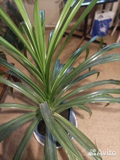 Пальма панданус