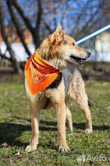 Одинокий красавец в поисках дома