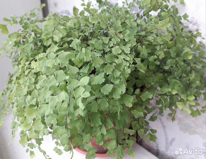 Адиантум венерин волос