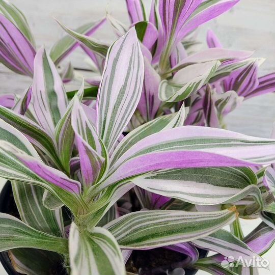 Традесканция