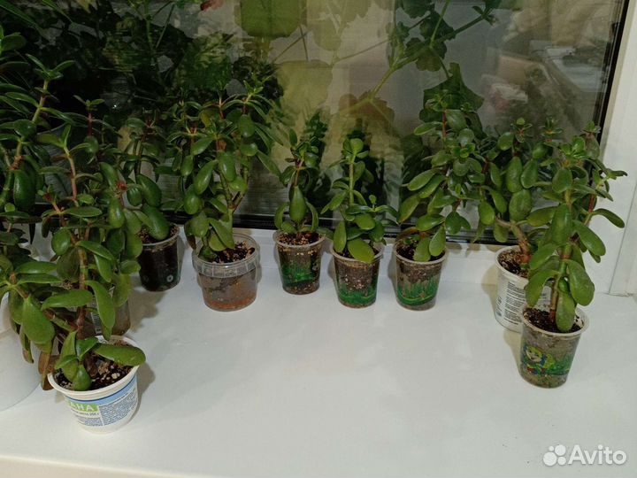 Цветок денежное дерево