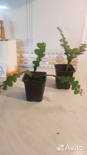 Дизокактус