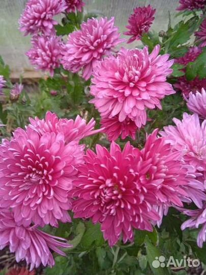 Черенки хризантемы