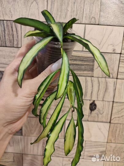 Хойя вайети триколор