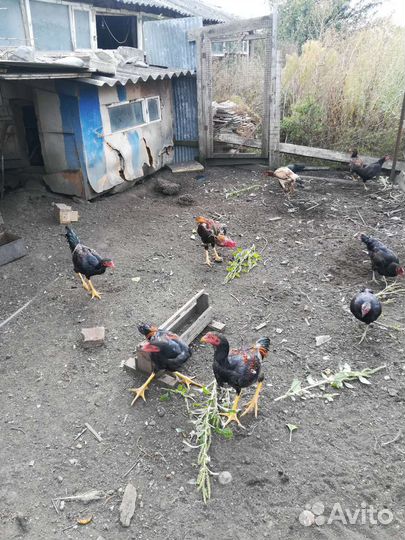 Бойцовые петушки