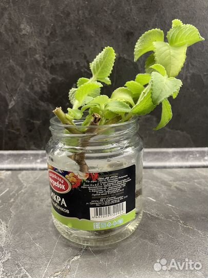 Мята комнатная