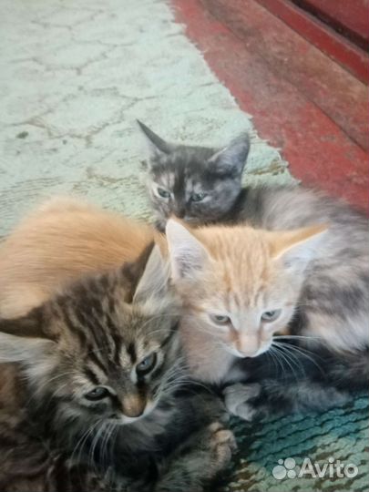 Сибирская кошка