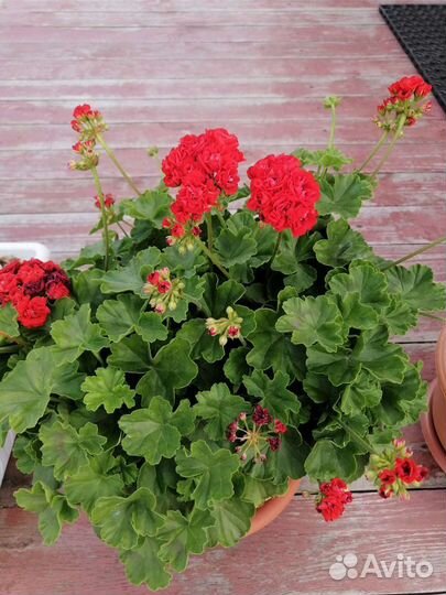 Гелиопсис/флокс/хризантема/пеларгония