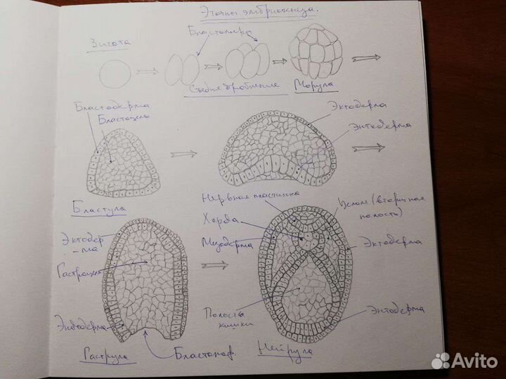 Художник иллюстратор, обложки, эскизы тату, значки
