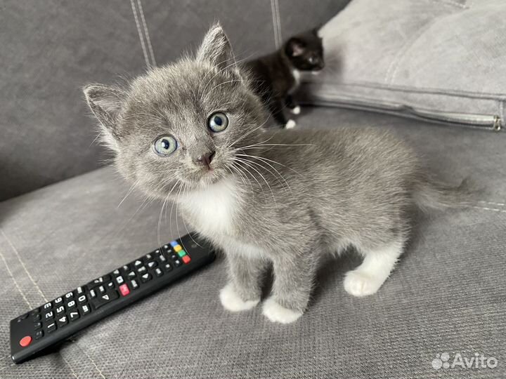 Отдам в добрые руки котят