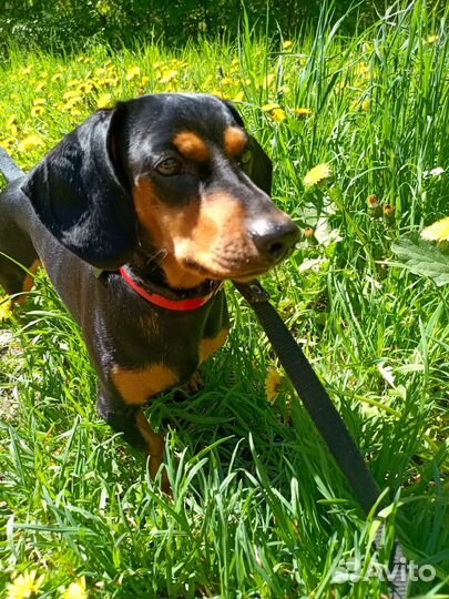 Такса.Вязка