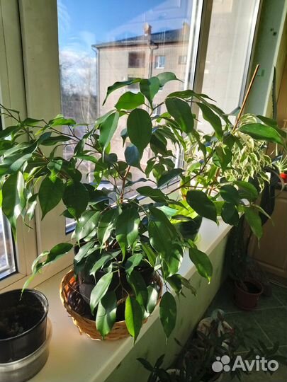 Фикус бенджамина
