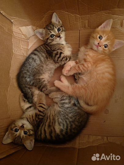 Отдам в добрые руки