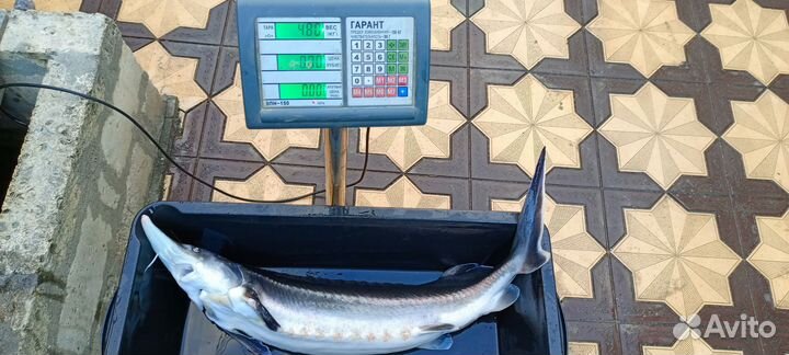 Царская рыба