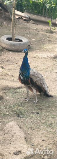 Павлины продажа