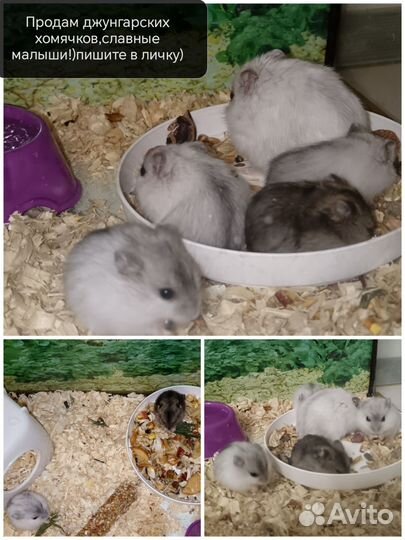 Лапочки хомячки джунгарики и сирийцы
