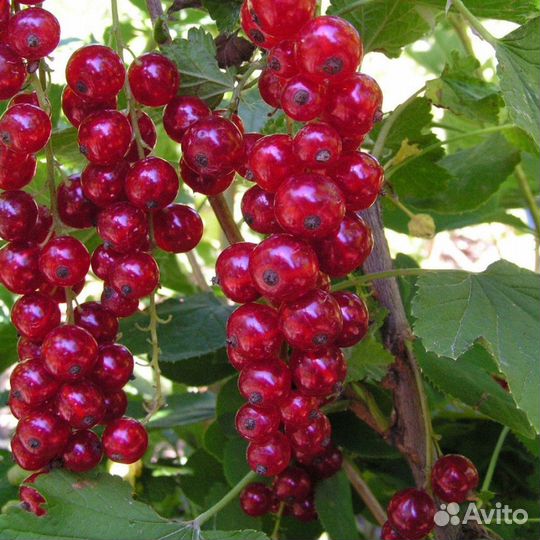 Саженцы плодовых и кустарники