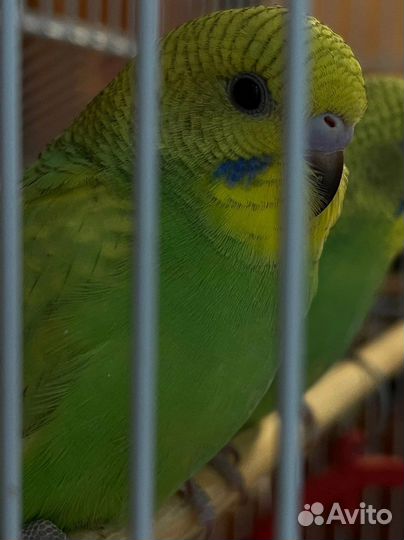 Волнистые попугаи