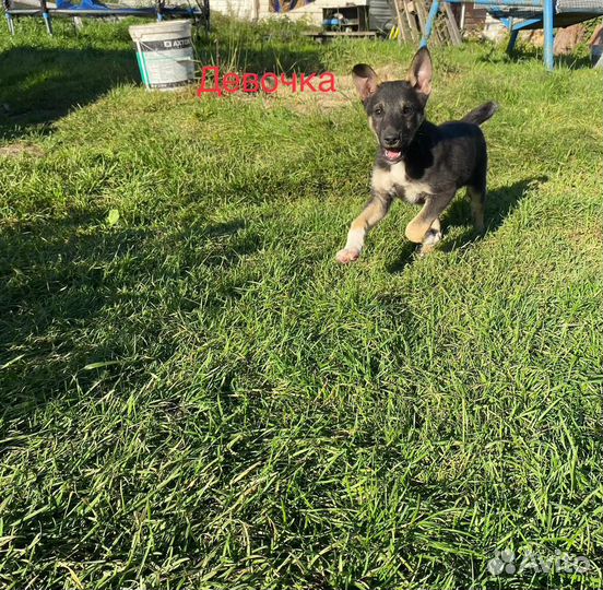 Собака в добрые руки отдам бесплатно