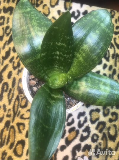 Сансевьера