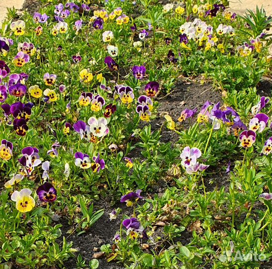 Рассада цветов