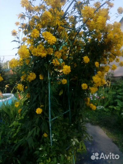 Золотой шар