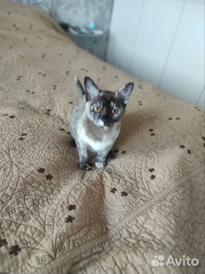 Котята европейской бурмы