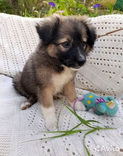 Собака щенок маленькой породы Кроха