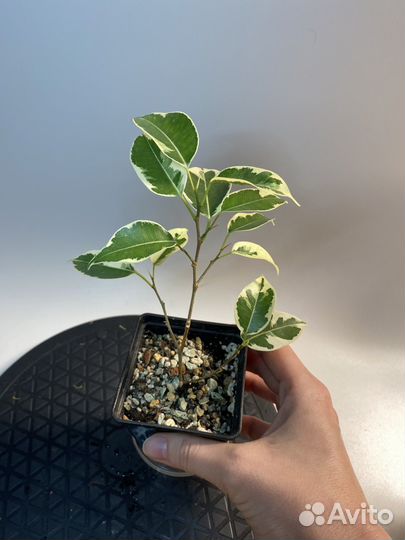 Продам фикусы