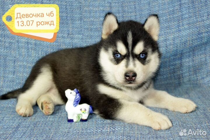 Щенки сибирской хаски
