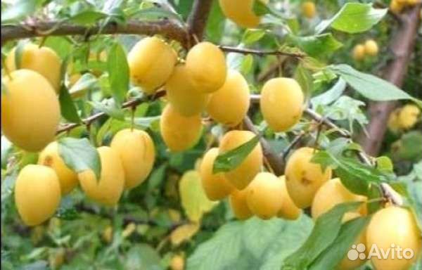 Слива сортовая Хопты жёлтая, черная (саженцы)