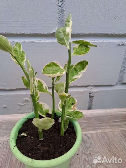 Комнатные цветы